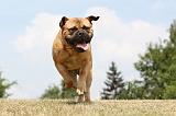 BULLMASTIFF 297